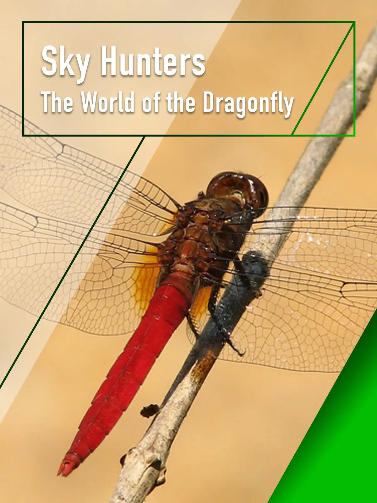 Sky Hunters – The World of Dragonfly